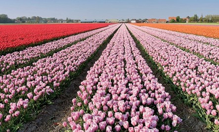 lange lijnen in het landschap lange lijnen in het landschap